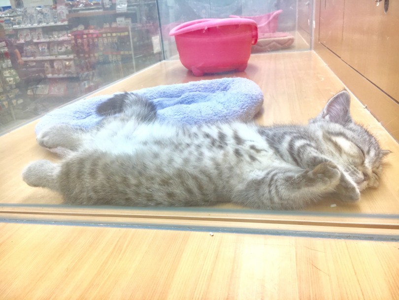 仰向けで寝ているミヌエットちゃんを発見！ | ミヌエット （118372） - 城山店