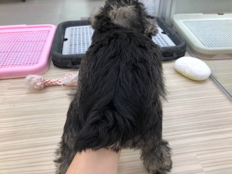 小さめの女の子の為、成犬時は4~7kg予想 | ミニチュア・シュナウザー （713646） - 鶴見店