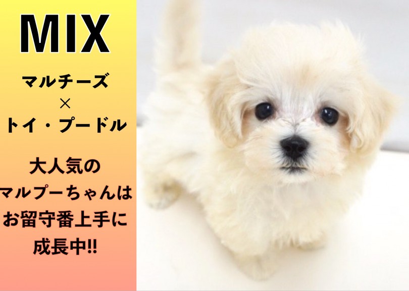 【 MIX 】大人気のマルプーちゃんはお留守番上手に成長中!!