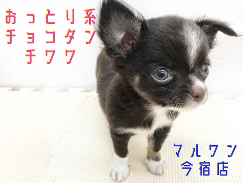 【 チョコタンチワワ 】レアカラーのおっとりBOY！最強の目力にご注目！