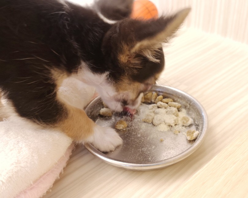 ご飯を食べているところも可愛い！ | チワワ （412807） - さいたま 武蔵浦和店