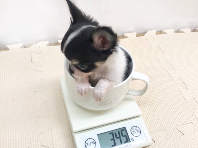 成犬時の体重は1kg前半の予想 | チワワ （120198） - 今宿店