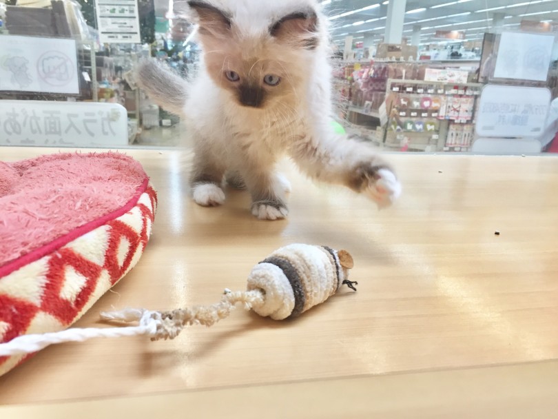 伝家の宝刀左猫パンチ | ラグドール （118361） - 城山店