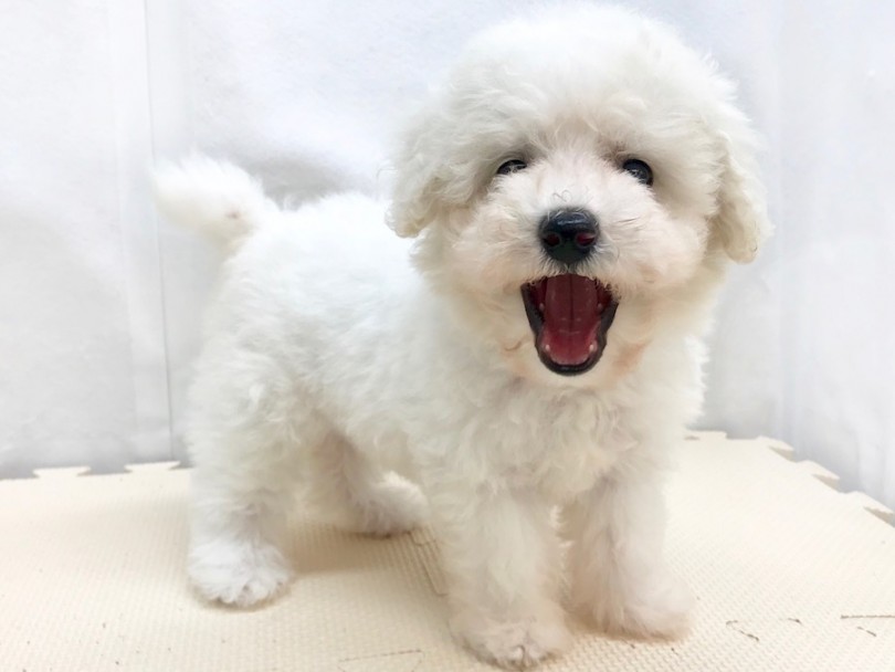 小型犬の中でも運動を得意とする犬種 | ビションフリーゼ （120197） - 今宿店