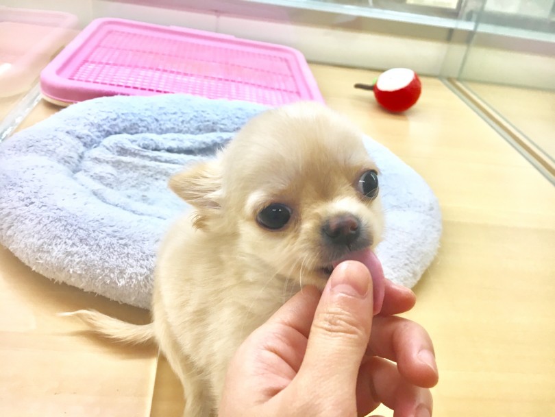 パピーのうちからたくさん触ってあげよう | チワワ （118365） - 城山店