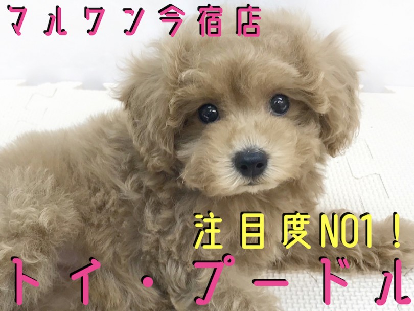 【 トイプードル 】童顔フェイスの従順ガール！ワンちゃん初心者にオススメ！