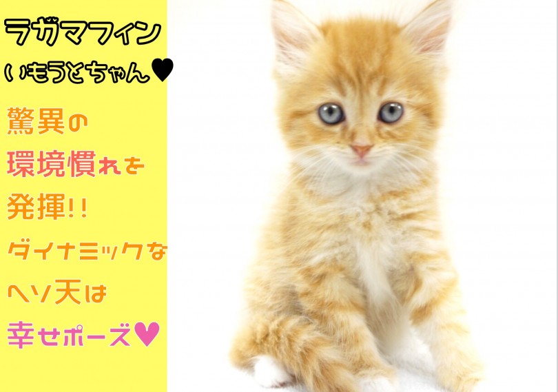 【 ラガマフィン 妹 】驚異の環境慣れを発揮!ダイナミックなヘソ天は幸せポーズ!