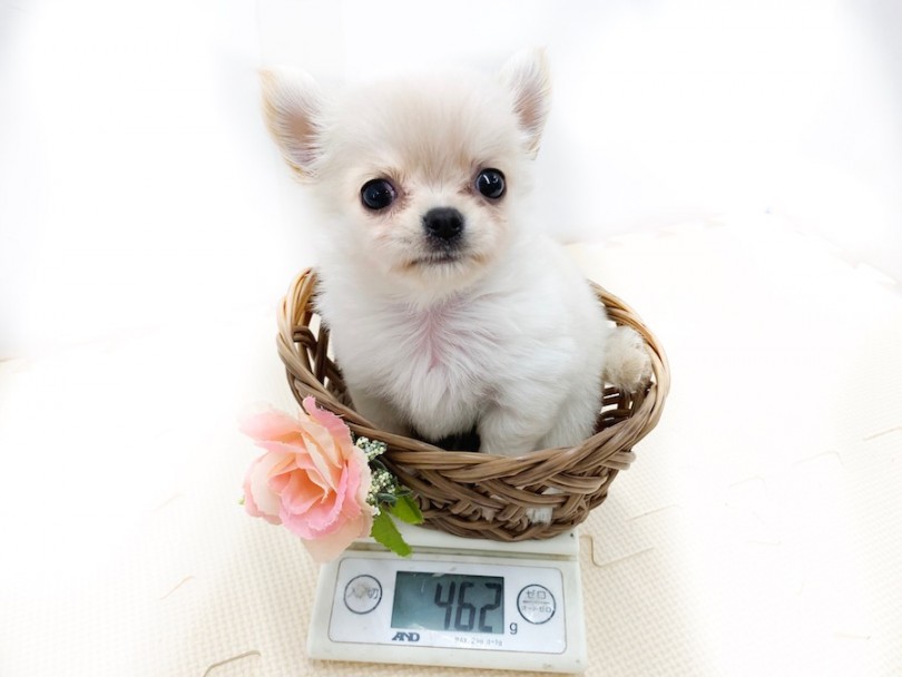 入店時の体重測定 生後50日での体重は462g | チワワ （814546） - 相模大塚店