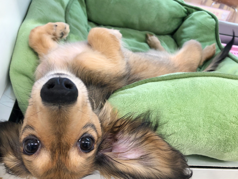 ごろーんとすぐにお腹をみせて甘えてきてくれるダックスちゃん | ミニチュア・ダックスフント （116352） - 下丸子店