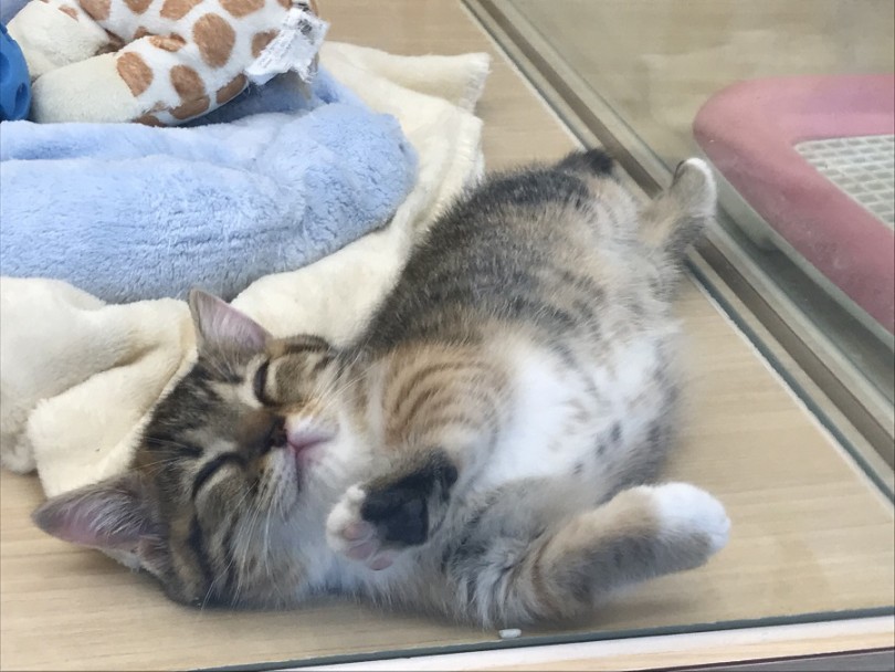 アザラシっぽくも寝てました | マンチカン （311888） - 港北ニュータウン店