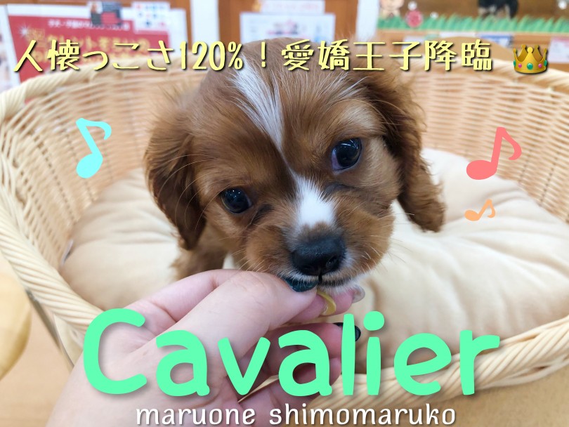 【 キャバリア 】とにかく人がだ～いすき！人懐っこさ120％の愛嬌王子降臨！