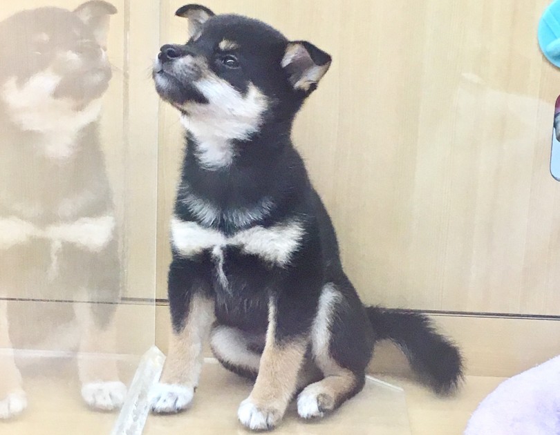 柴ちゃん「運命の赤い糸で繋がってる飼い主さん早くお迎えに来てくれないかな～」 | 柴犬 （118376） - 城山店