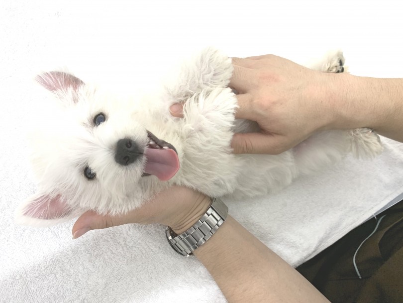 お家の中で過ごすことが得意なウエスティちゃんでもしっかりとした運動量は必要 | ウェスト・ハイランド・ホワイトテリア （140258） - 横浜 元町店