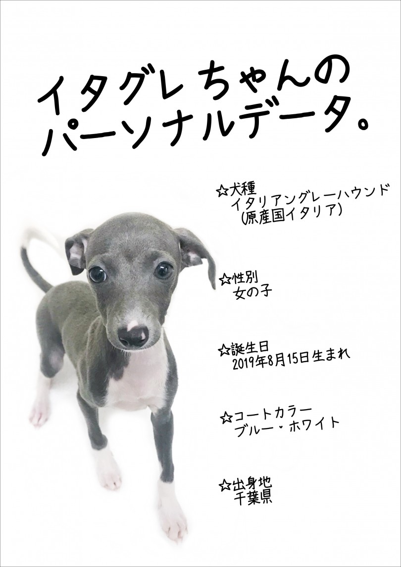 あらゆる犬種の中で、最もしなやかで、最もおしゃれなわんこ | イタリアングレーハウンド (119178) - 梅島店