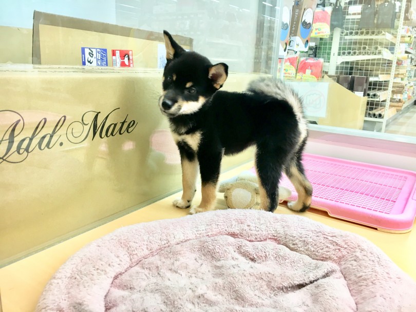目と目が合って固まる柴ちゃん | 柴犬 （118376） - 城山店