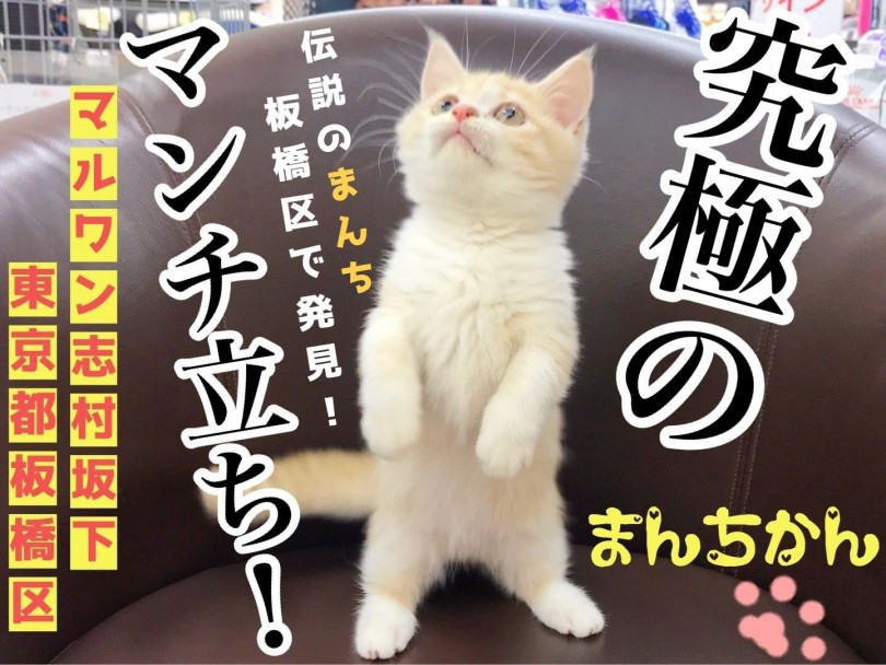 【 マンチカン 】マンチ立ち＆ねこパンチであなたのハートもめろめろパンチカン！！