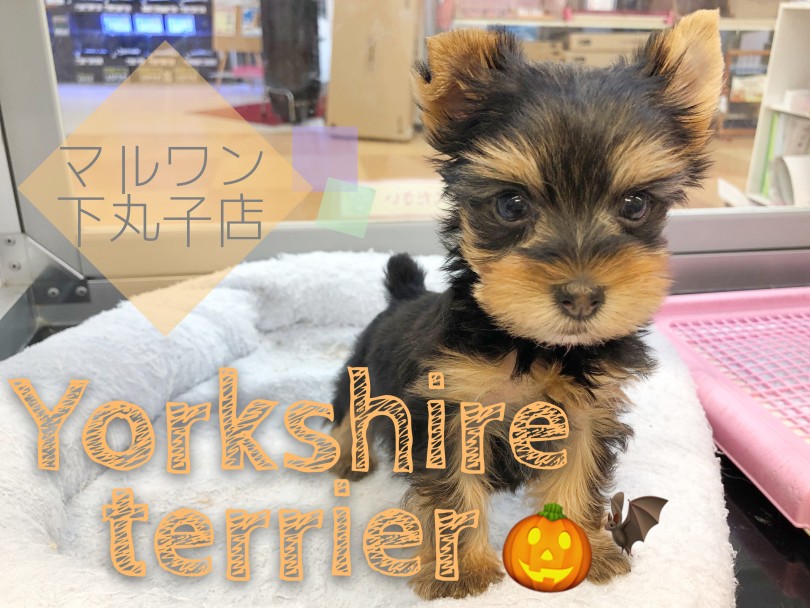 【 ヨークシャーテリア 】キリッと目力強め！小さめヨーキーちゃん