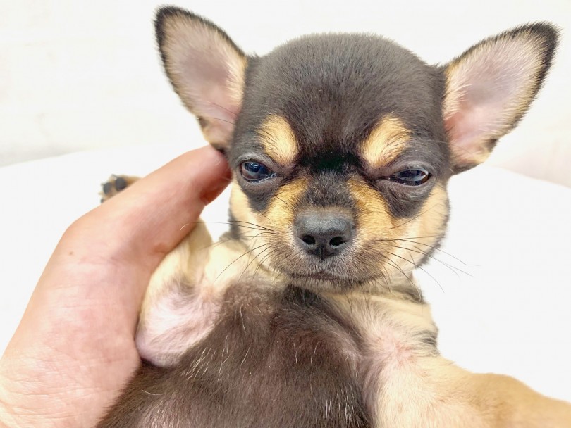 最後はお部屋に帰ってぐっすり寝てもらいました(笑) | チワワ (014282) - 東日暮里店