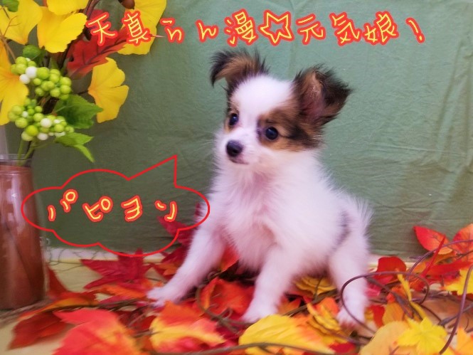 【 パピヨン 】天真爛漫な純白美人！その姿はまさしく「蝶々」！