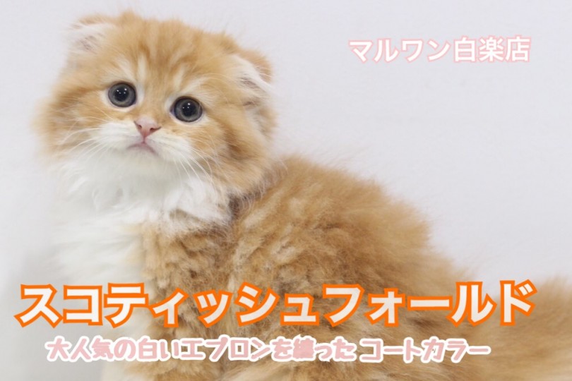 【 スコティッシュフォールド 】希少な長毛種のスコくん登場！