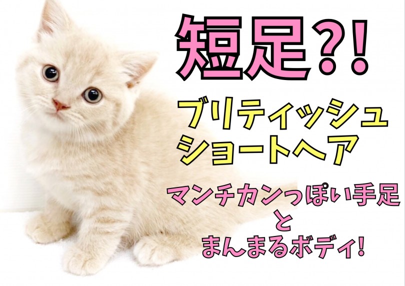 【 ブリティッシュショートヘア 】マンチカンっぽさとまんまるボディにやられた!
