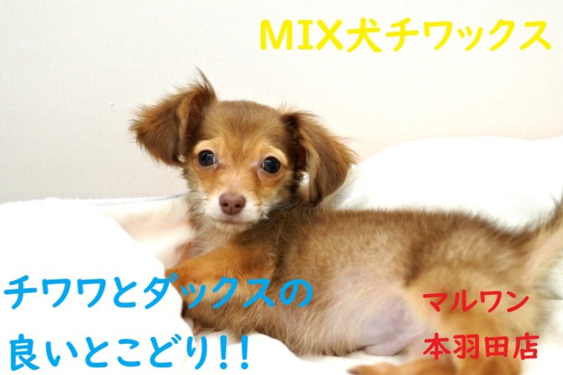 【 MIX チワワ×ダックス 】両親の良いとこどり！人気のチワックスをご紹介！