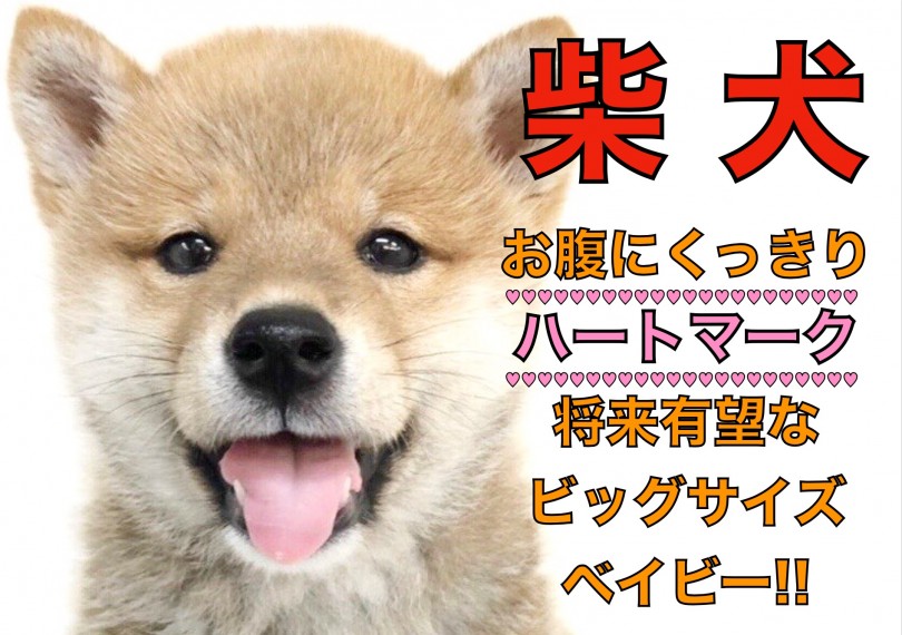 【 柴犬 】恋愛運上昇?!お腹にくっきりハートマークのビッグサイズベイビー!!