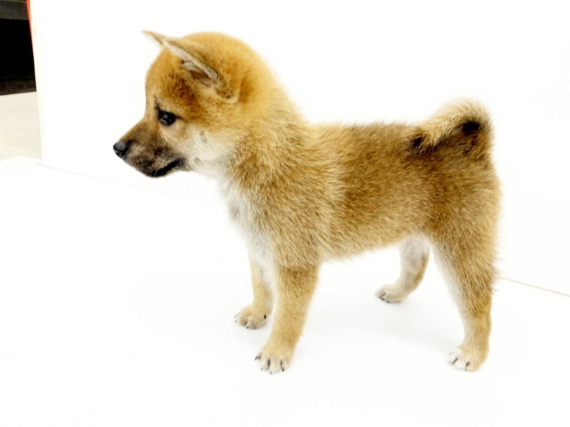 KCの血統書が発行されています | 豆柴犬 (914489) - 志村坂下店