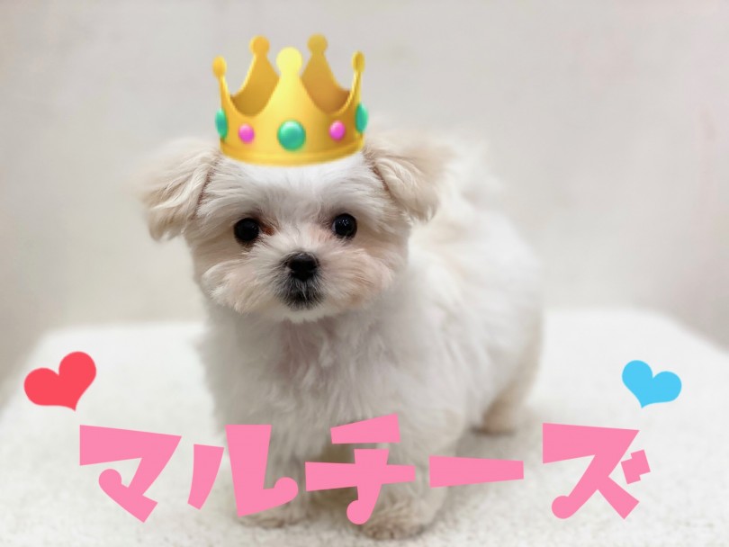 【 マルチーズ 】可愛さ120％‼短足すぎるふわふわ王子がやって来た！
