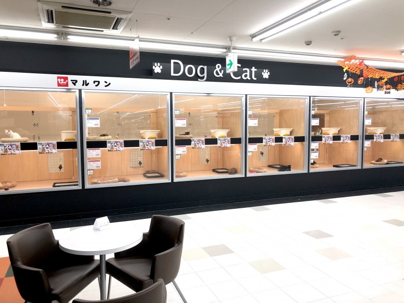 正面に広がるメイン犬舎 | 店舗紹介 - 東川口店