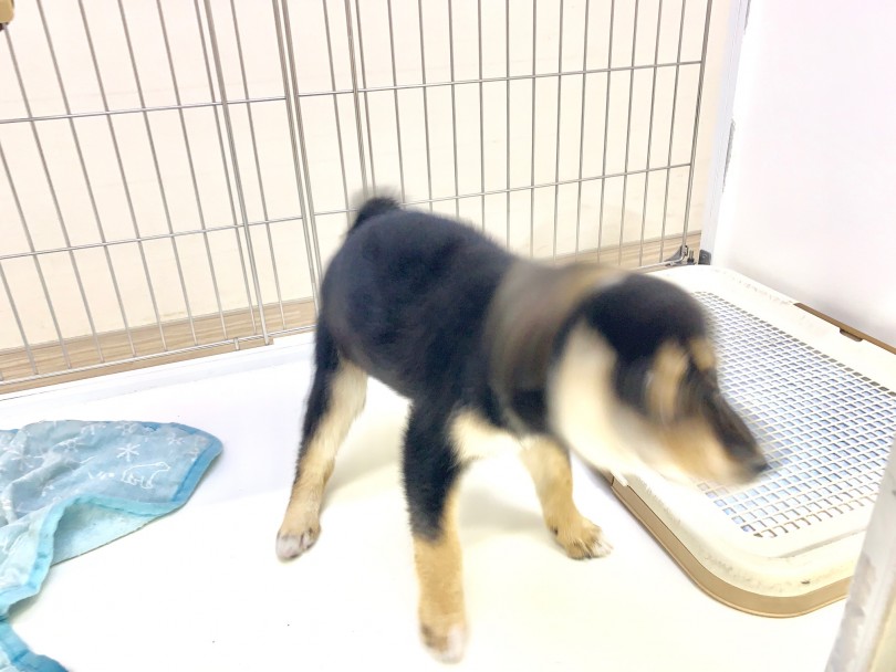 柴犬と楽しく生活をするには、完全室内ケージ飼いが断然オススメ | 黒柴 （014279） - 東日暮里店