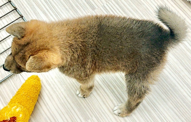 背中にも差し毛がばっちり | 柴犬 (512617) - 本羽田店