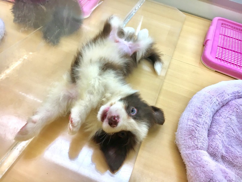ゴロゴロ～と甘えモード | ボーダーコリ― （118380） - 城山店