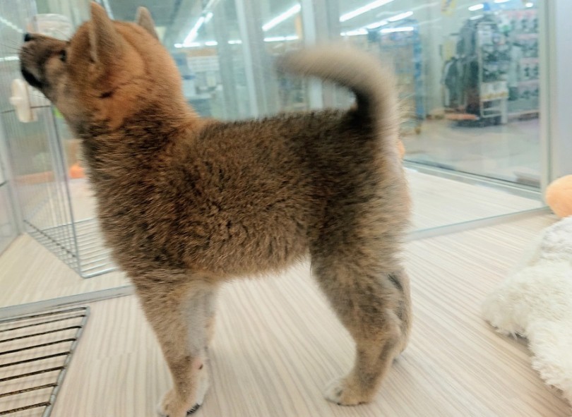 スクエア(四角形)型の体型 | 柴犬 (512617) - 本羽田店
