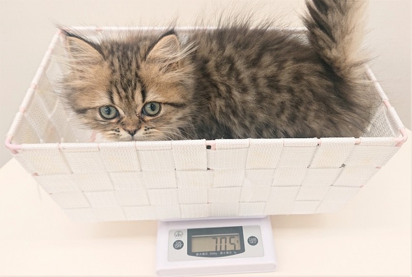 成猫時で2.5kgくらいになりそう | ペルシャ (512616) - 本羽田店