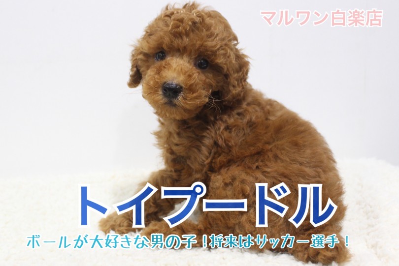 【 トイプードル 】ボール遊び大好き男子！冬の時期にぴったりなグッズもご紹介！