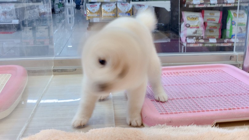 柴ドリル | 白柴 （6130834） - 大倉山店
