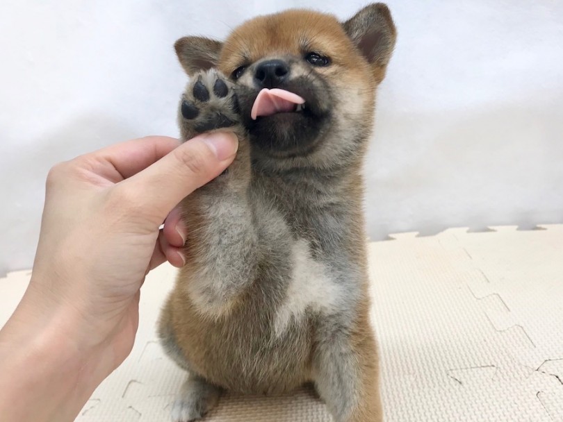 シバ子ちゃんもみなさんに会えるのを楽しみにしています！ | 柴犬 （120204） - 今宿店