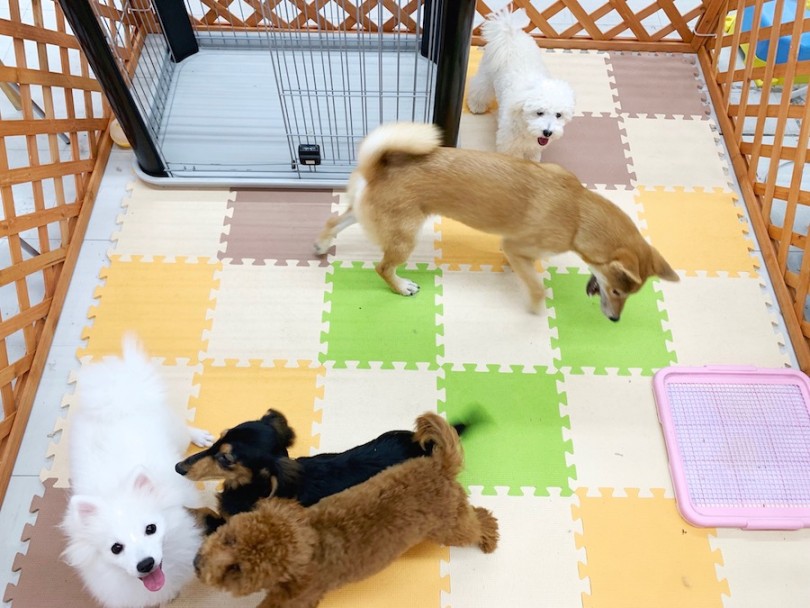 パートナードッグ達がわちゃわちゃと遊んでいます（笑） | ドッグラン - 相模大塚店