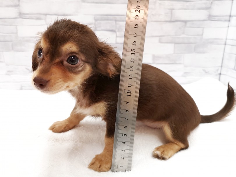 足の長さはたったの6cm | MIX チワワ × カニンヘンダックス （412823） - さいたま 武蔵浦和店