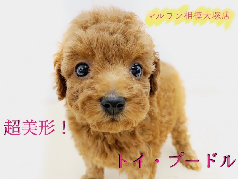 【 トイ・プードル 】カメラ目線バッチリ！撮った写真を確認している姿が可愛すぎる！