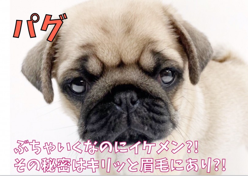 【 パグ 】ぶちゃいくなのにイケメン? その秘密はキリッと眉毛にあり?!