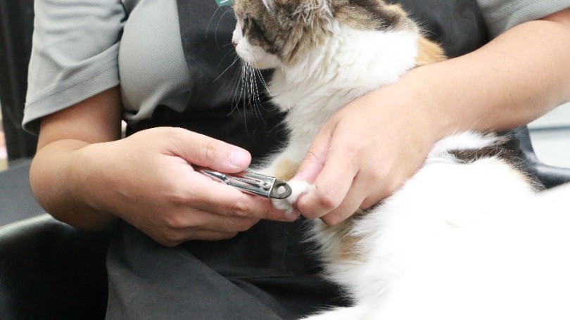 お手入れ慣れもばっちりなお利口にゃんこ | ラガマフィン （119177） - 梅島店