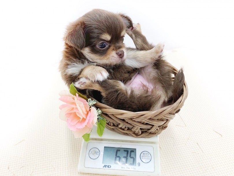 生後50日での体重は635g | チワワ （814549） - 相模大塚店