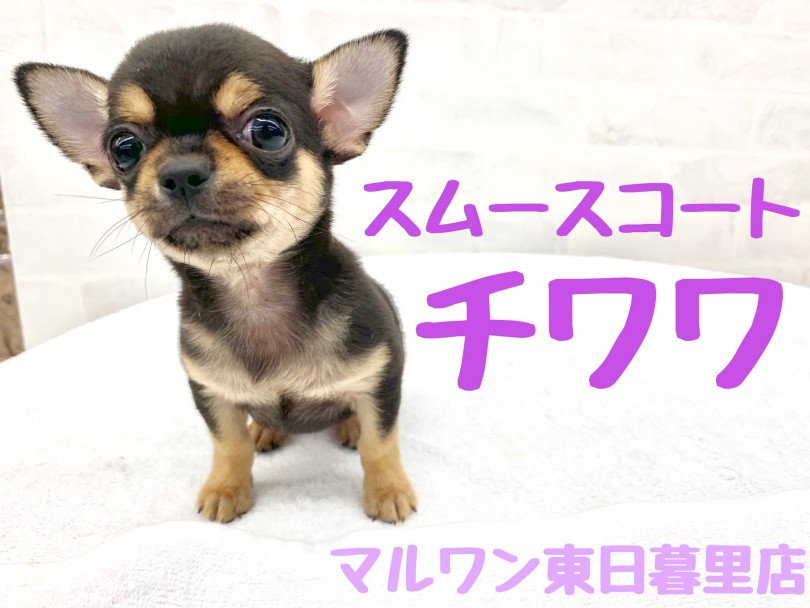 【 チワワ・スムース 】入店時体重529g！むっちり系コンパクトボディは必見！