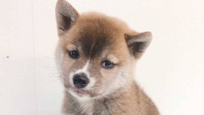 おでこにハートマーク?! | 柴犬 （6130831） - 大倉山店