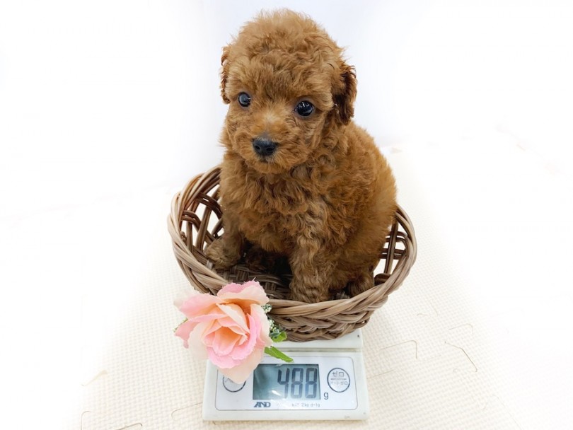 生後50日での体重は488g！ | トイ・プードル （814547） - 相模大塚店