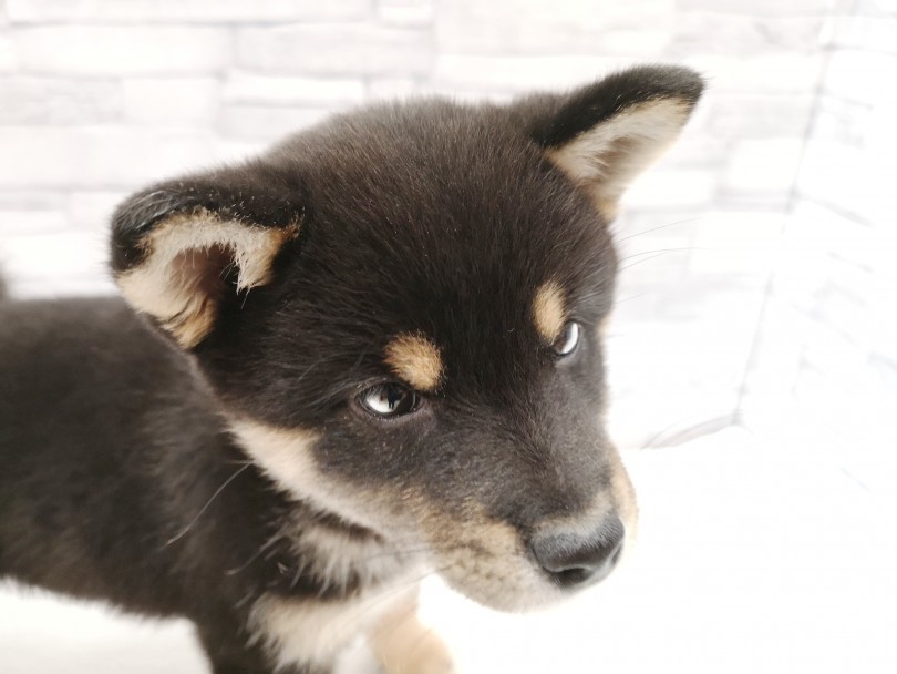 今年は特に柴犬ちゃんが大人気！ | 柴犬 （412821） - さいたま 武蔵浦和店