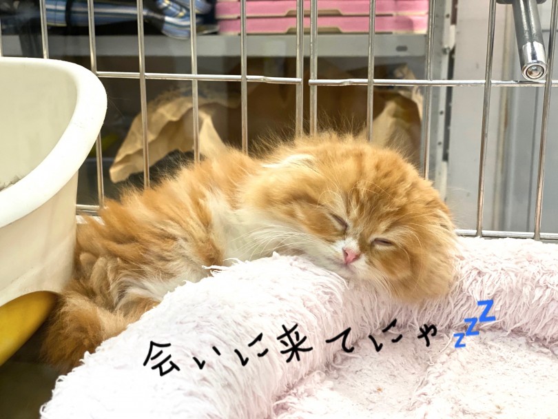下丸子店でお待ちしております！ | スコティッシュフォールド （116366） - 下丸子店