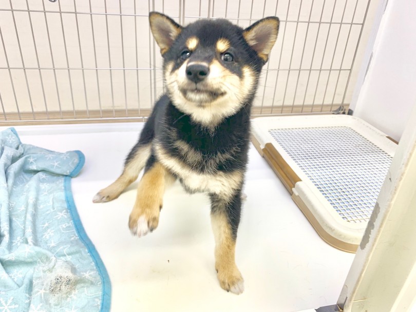 黒柴ちゃんは比較的テンションが高い子が多い | 黒柴 （014279） - 東日暮里店